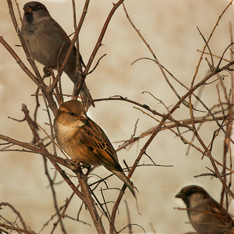 un trio