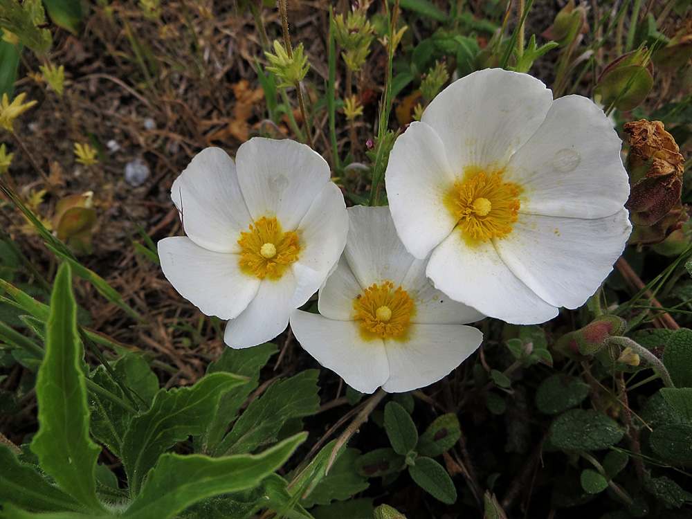 un trio de fleurs !