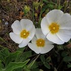 un trio de fleurs !