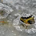 un trou dans la glace