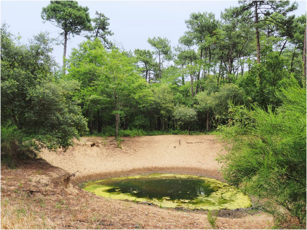 Un trou d’eau dans la Forêt de La  Coubre