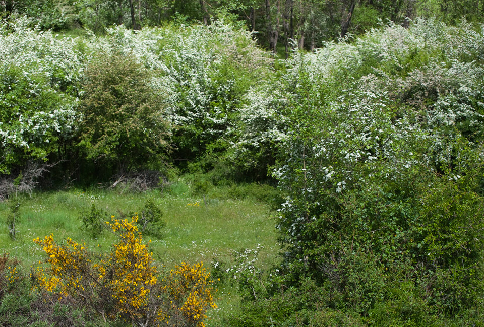 Un trozo de campo ( I )