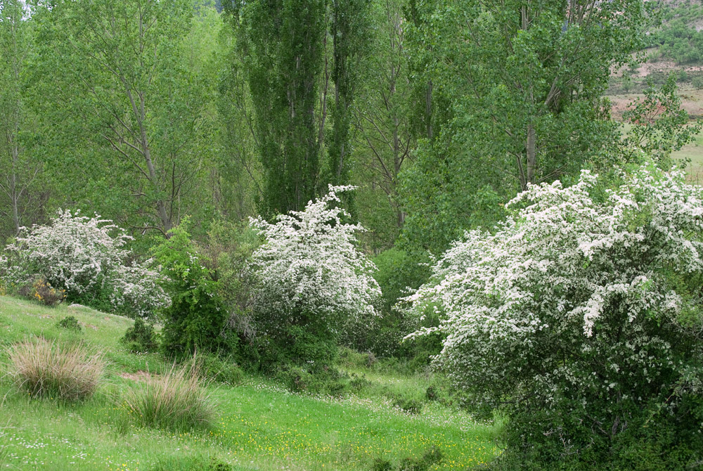 Un trozo de campo ( II )