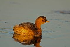 un tuffetto tutto d' oro