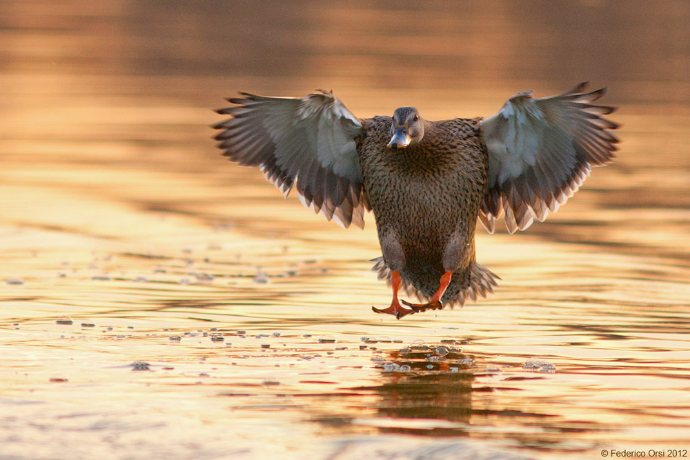 un tuffo nell'oro