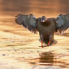 un tuffo nell'oro