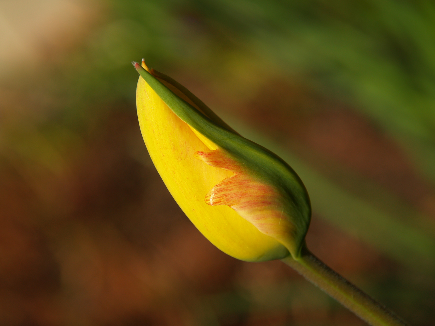 UN TULIPAN