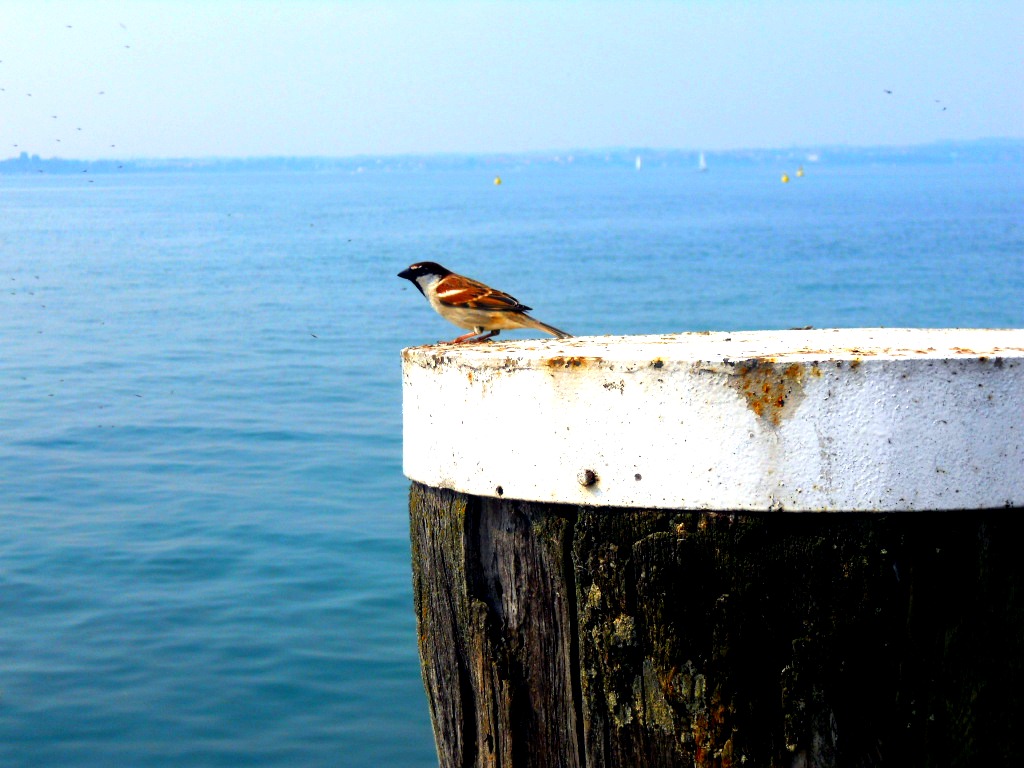 Un uccellino a Sirmione