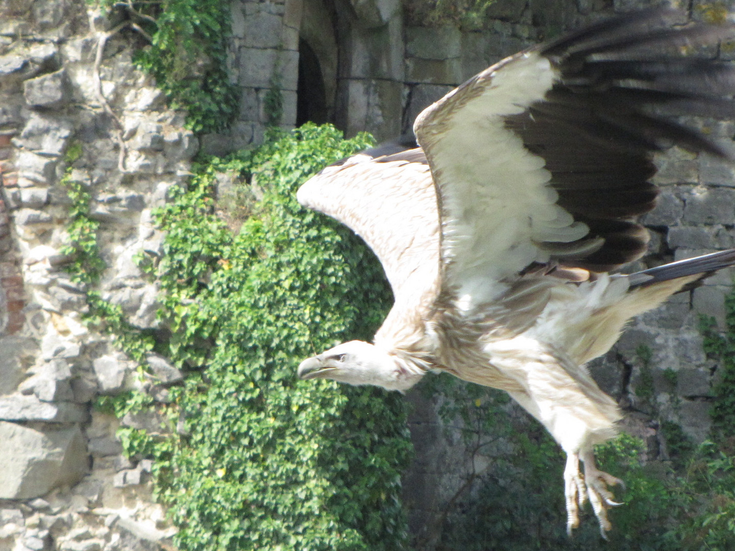 un vautour en plain vol