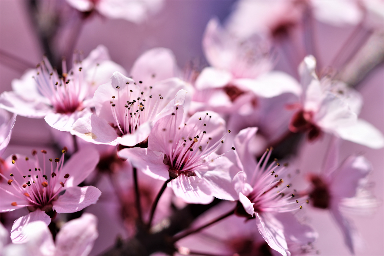 Un velouté floral