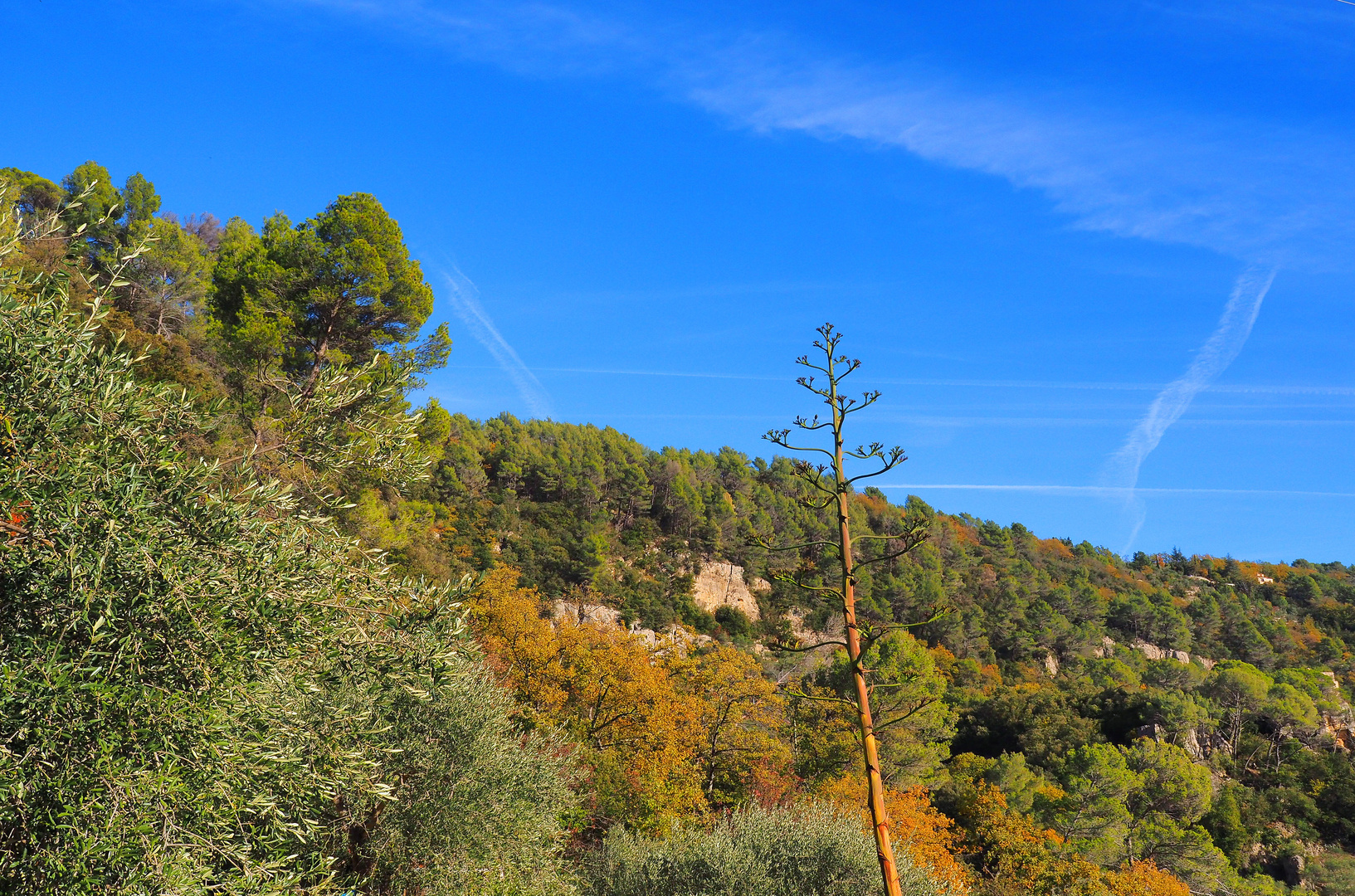 Un versant des gorges de la Siagne