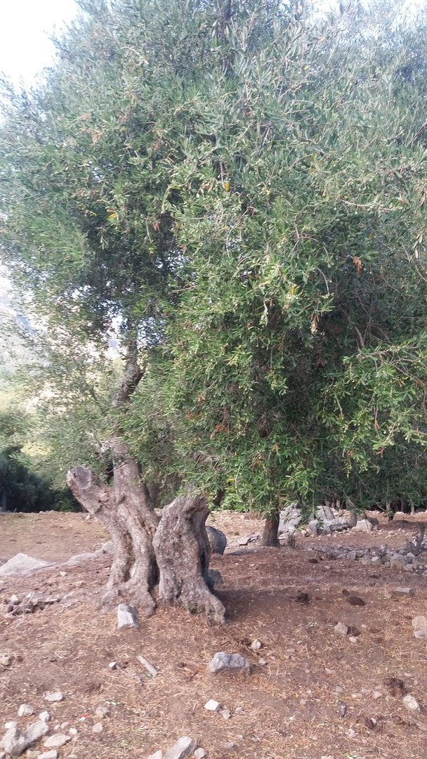 Un vieil olivier en Corse .