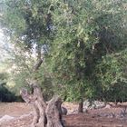Un vieil olivier en Corse .