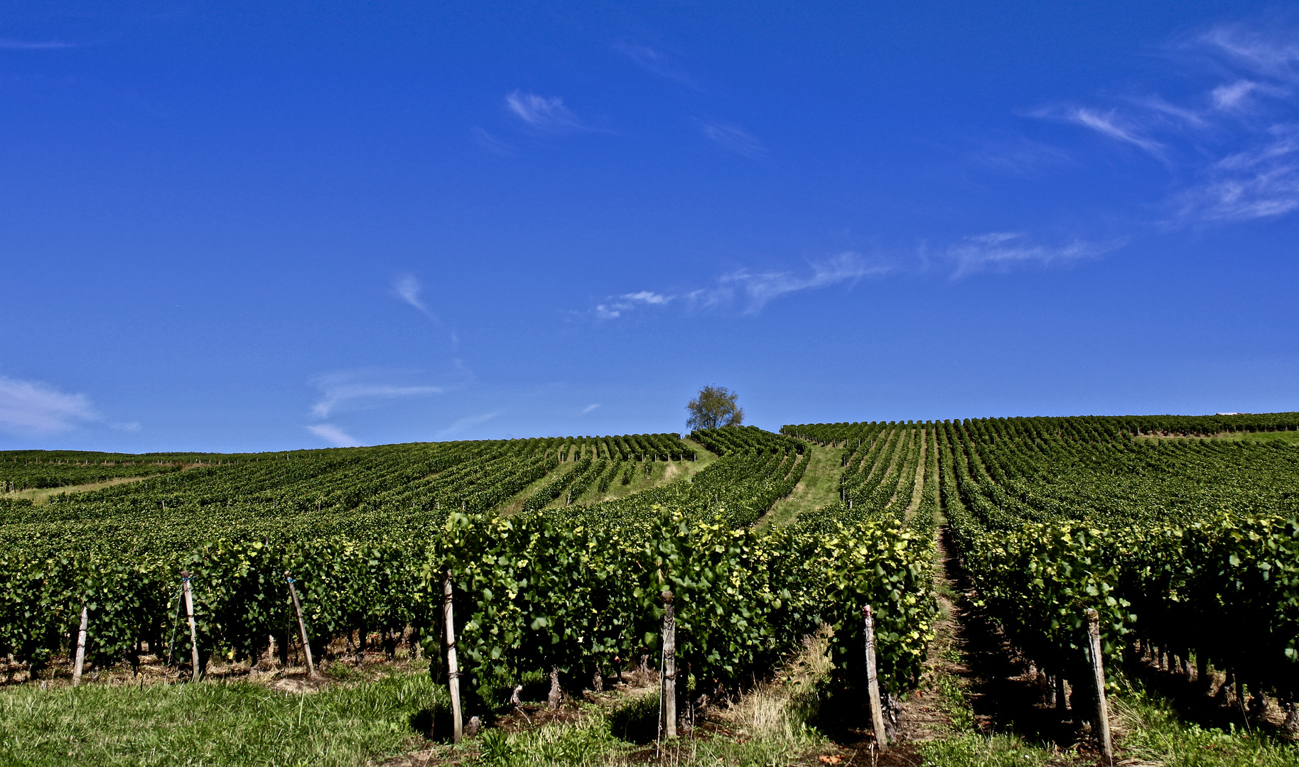 ...un vignoble à Arbois !!!...