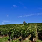 ...un vignoble à Arbois !!!...