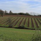 Un vignoble de la Ténarèze (Armagnac) s’éveille au printemps