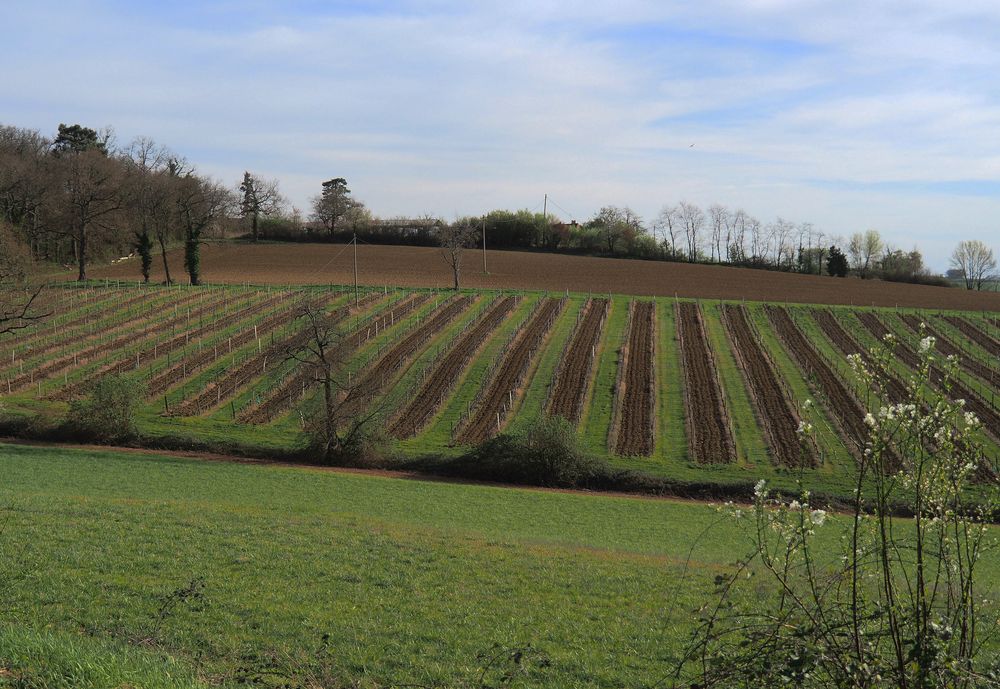 Un vignoble de la Ténarèze (Armagnac) s’éveille au printemps