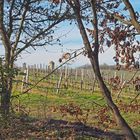 Un vignoble de la Ténarèze encore en hiver