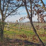 Un vignoble de la Ténarèze encore en hiver