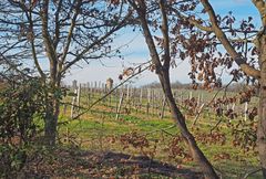 Un vignoble de la Ténarèze encore en hiver