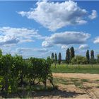 Un vignoble du Sauternais