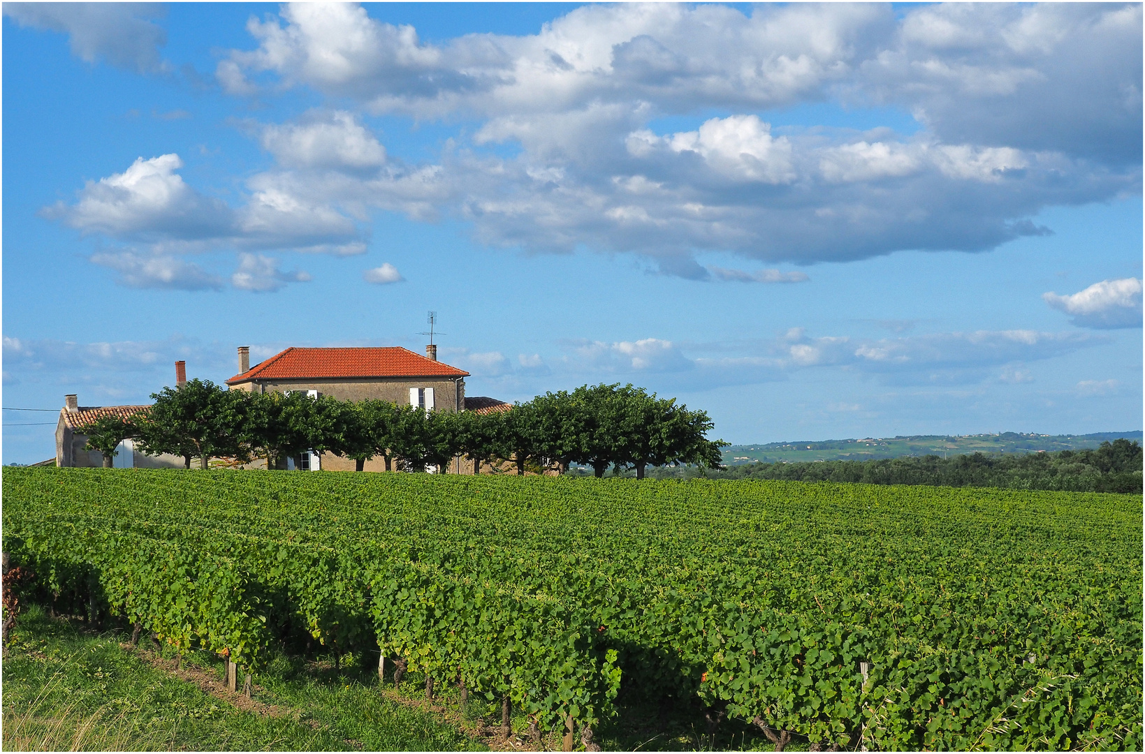 Un vignoble du Sauternais