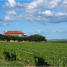 Un vignoble du Sauternais