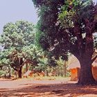 Un village guinéen en brousse