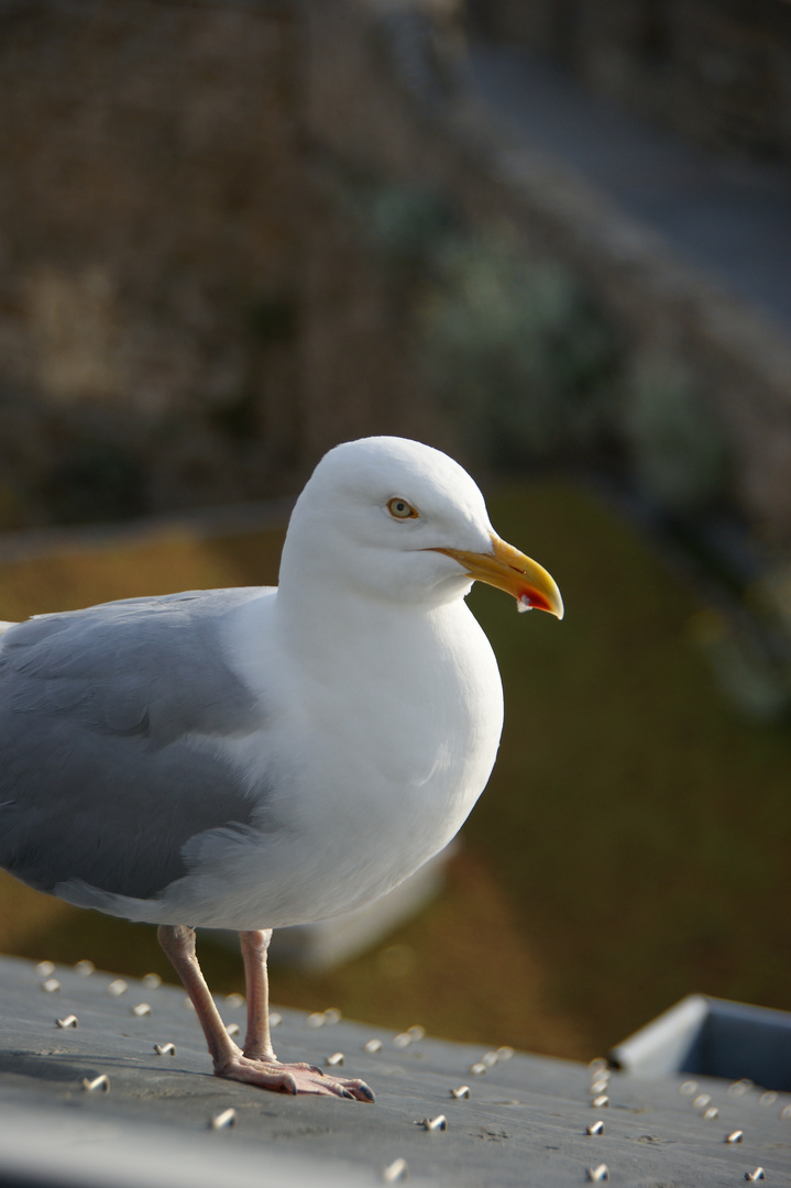 Un visiteur