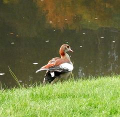 Un voisin