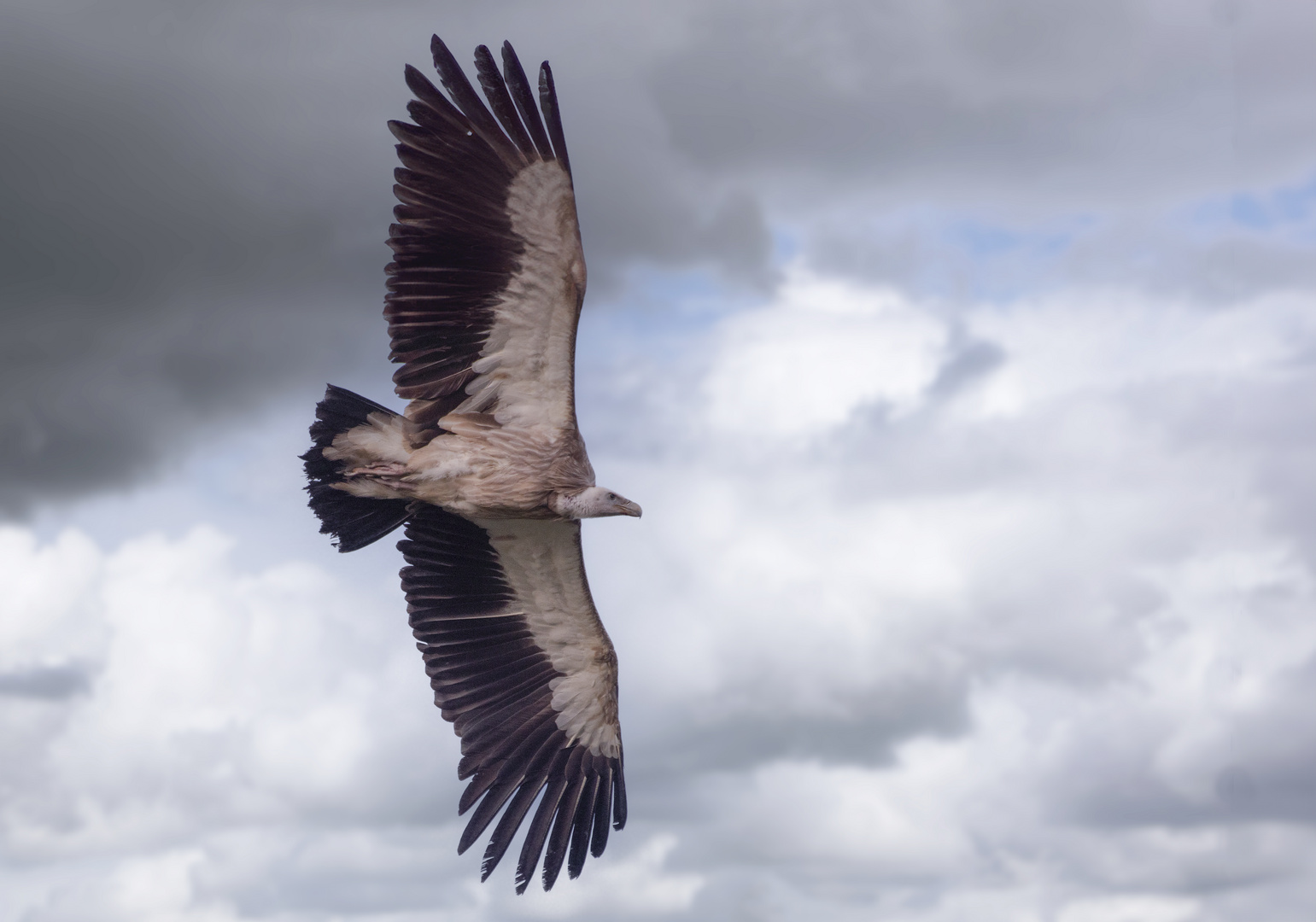 Un vol majestueux  (Gyps fulvus, vautour chauve)