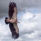 Un vol majestueux  (Gyps fulvus, vautour chauve)