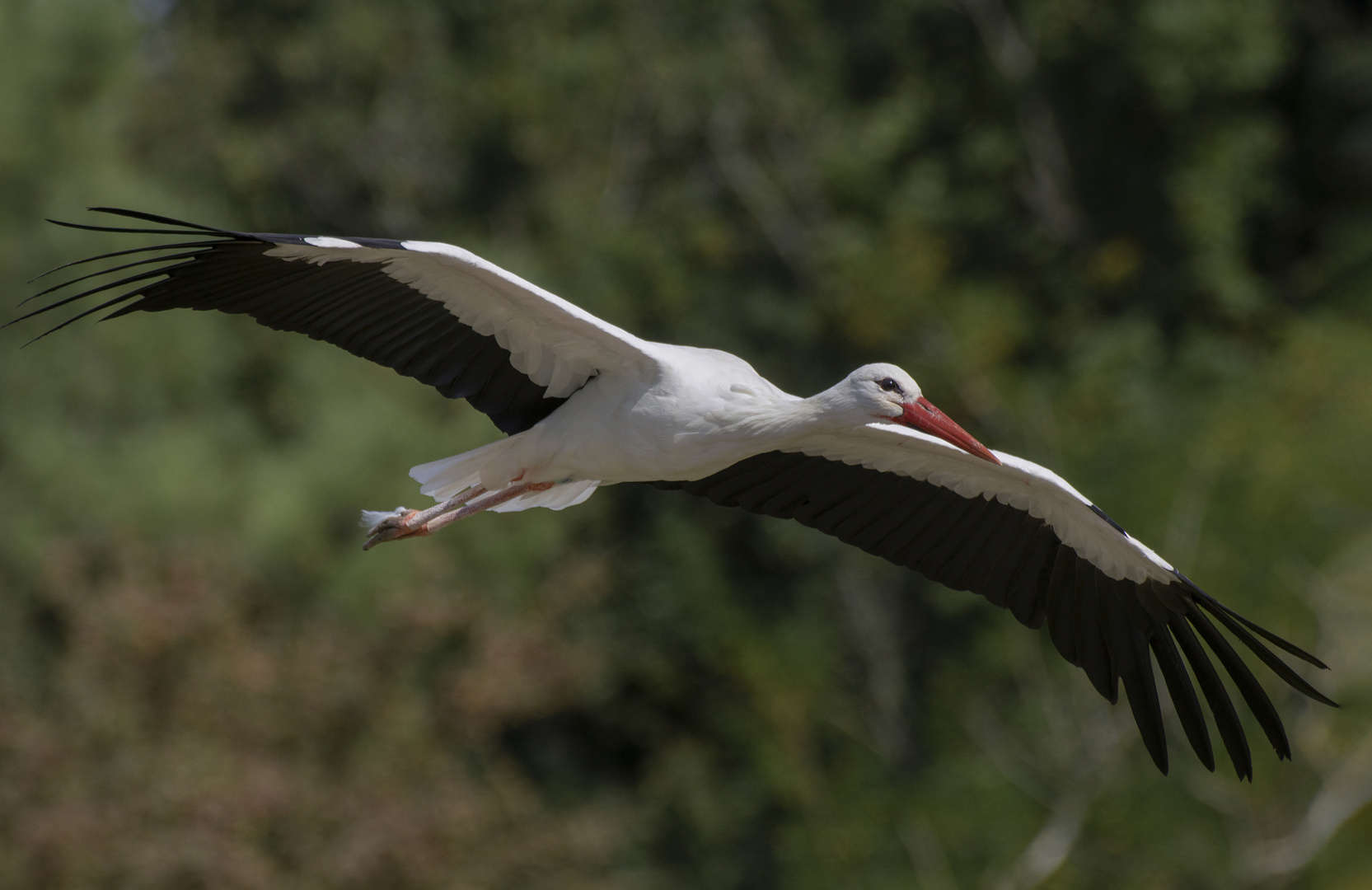 Un vol plein d'élégance (Ciconia ciconia, cigogne blanche)