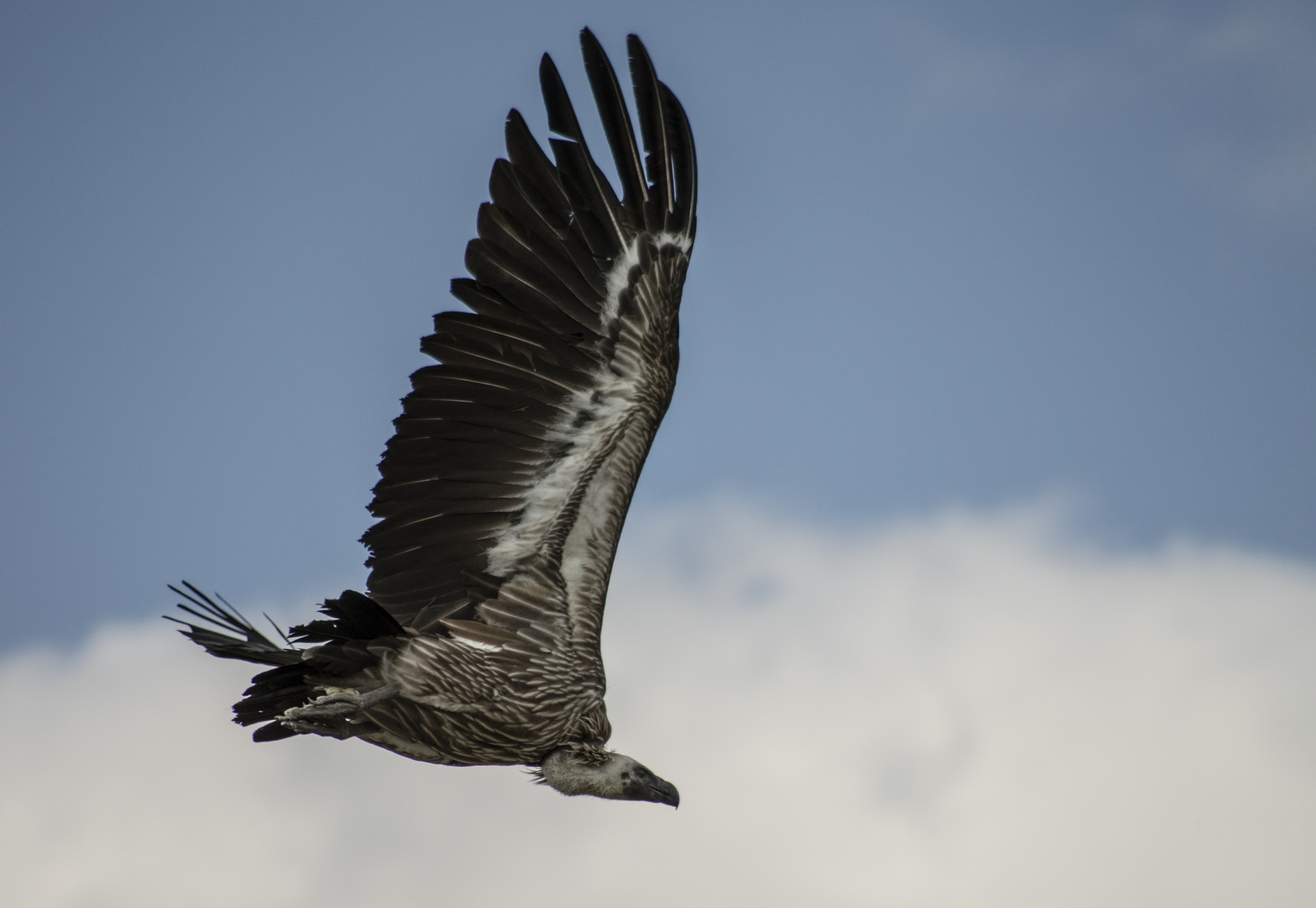 Un vol puissant  (Gyps himalayensis, vautour de l'Himalaya)