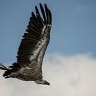 Un vol puissant  (Gyps himalayensis, vautour de l'Himalaya)