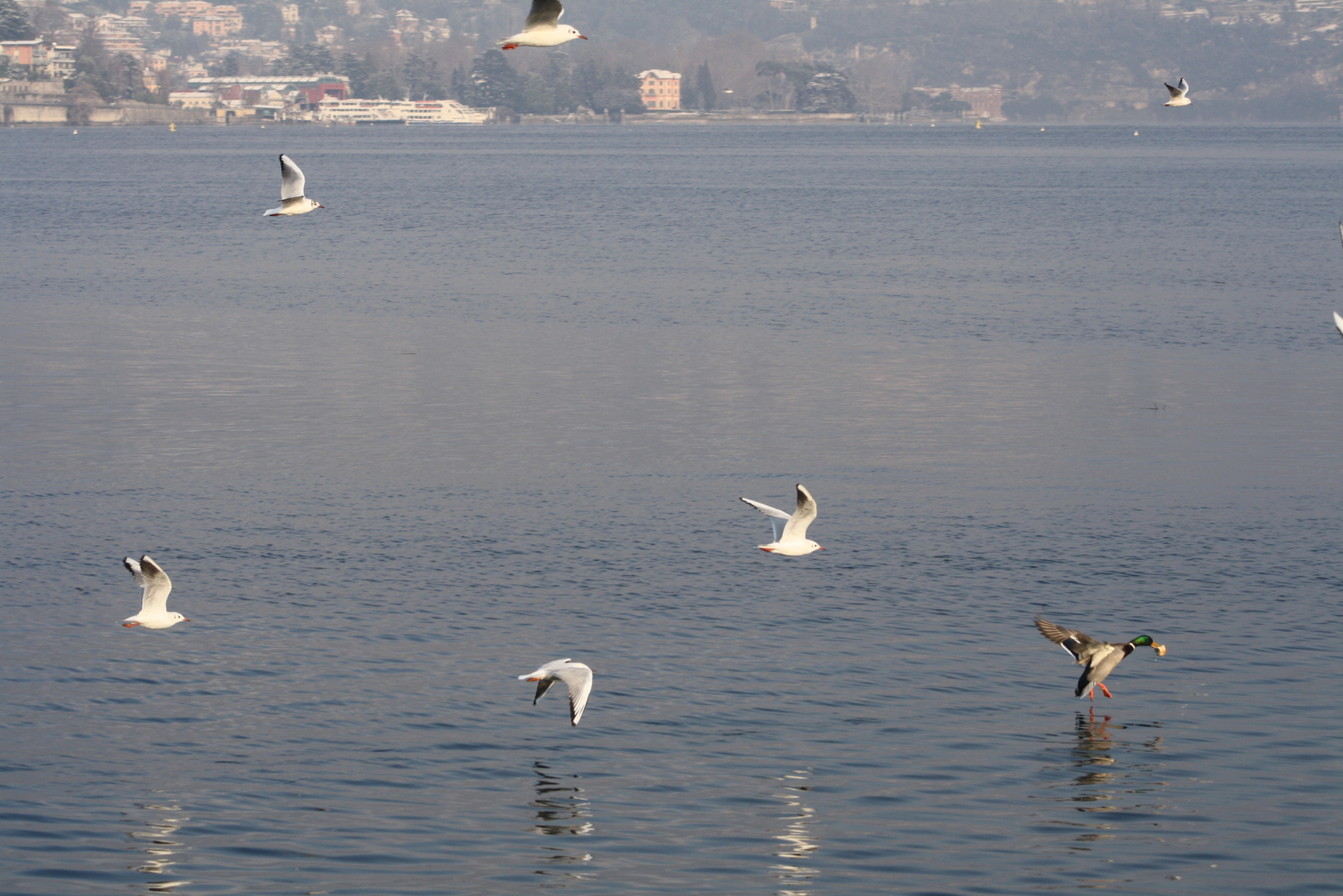 Un volo tra amici