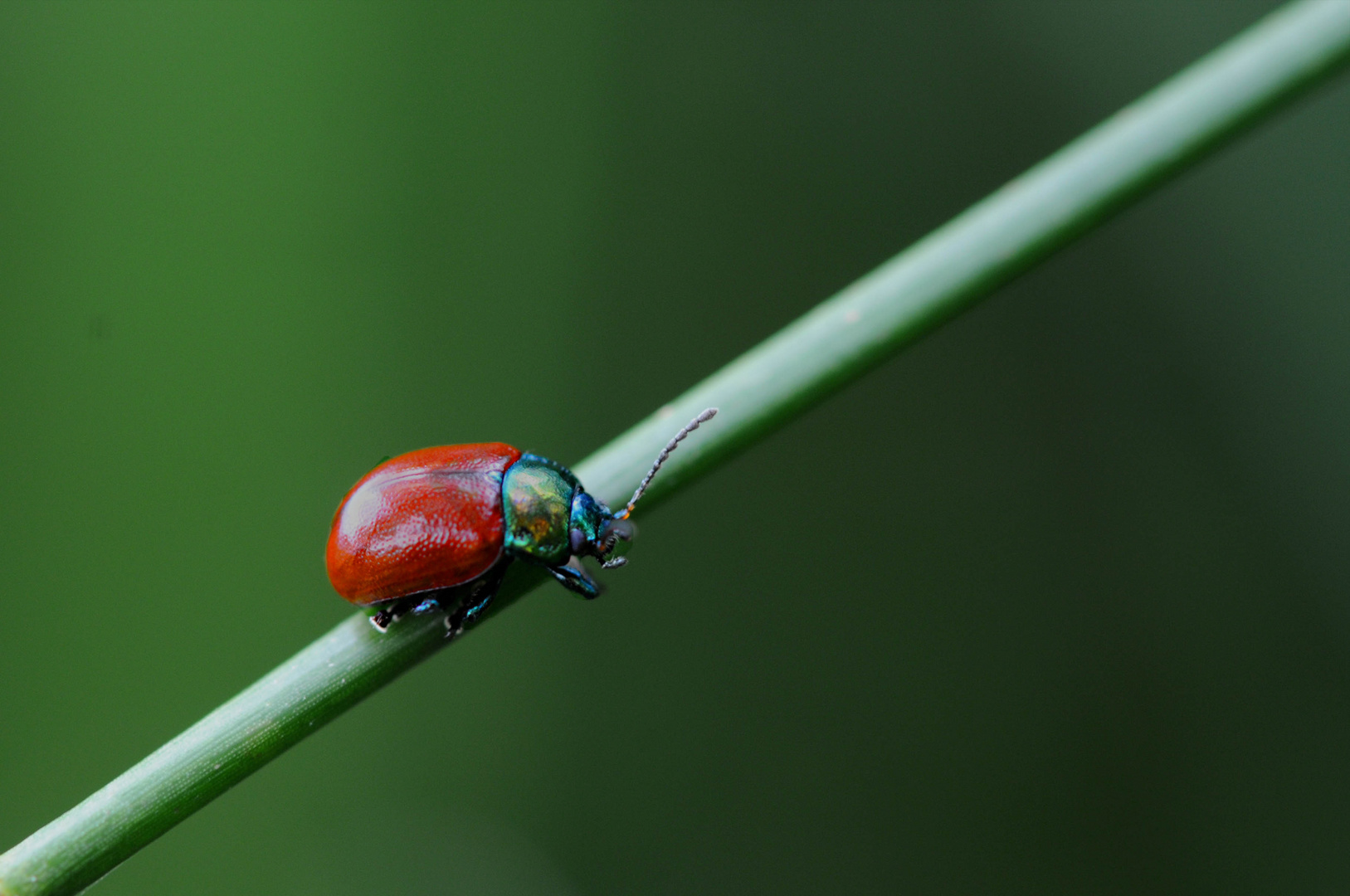 un vrai bijou