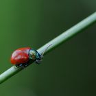 un vrai bijou