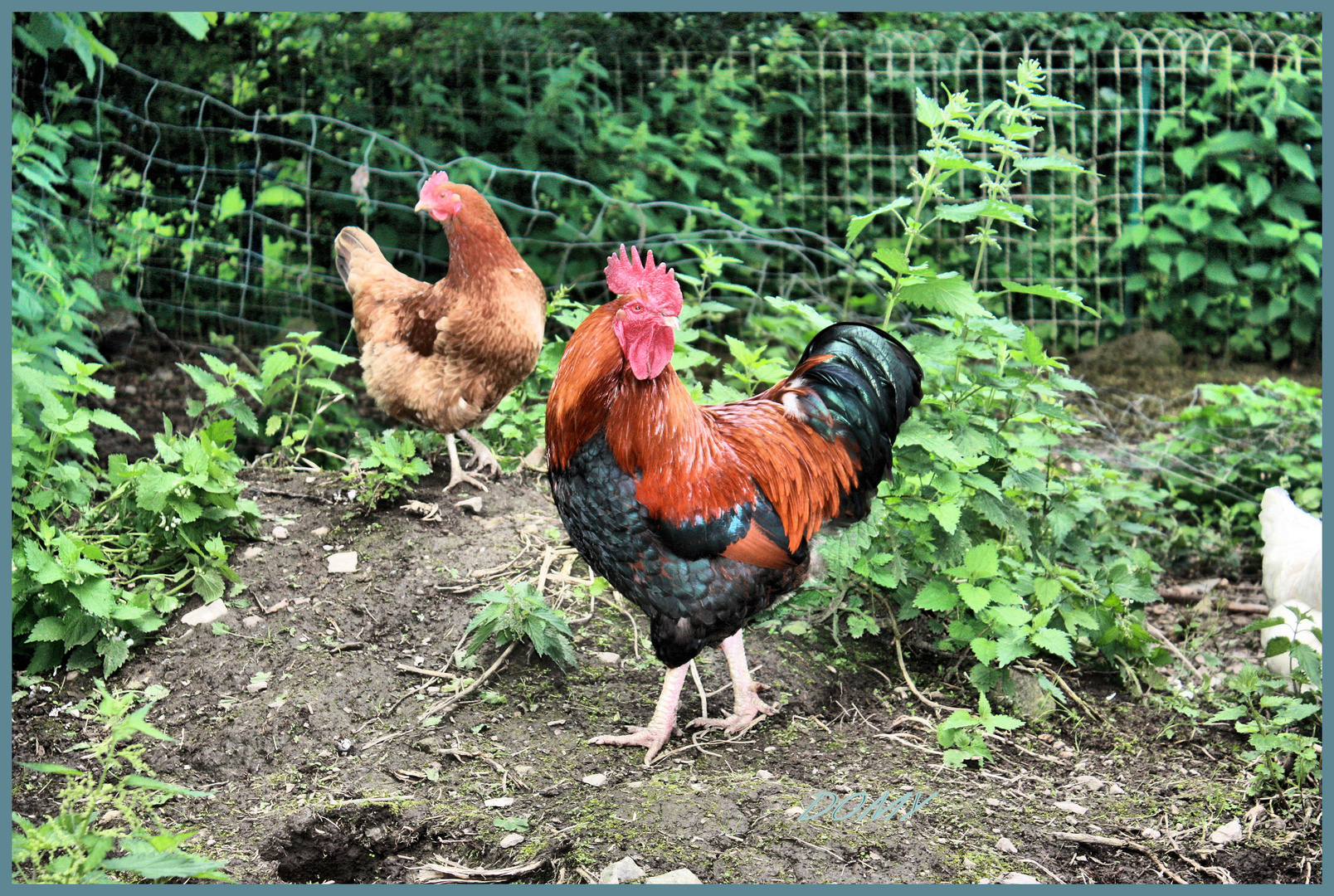 Un vrai de vrai ce coq wallon !!