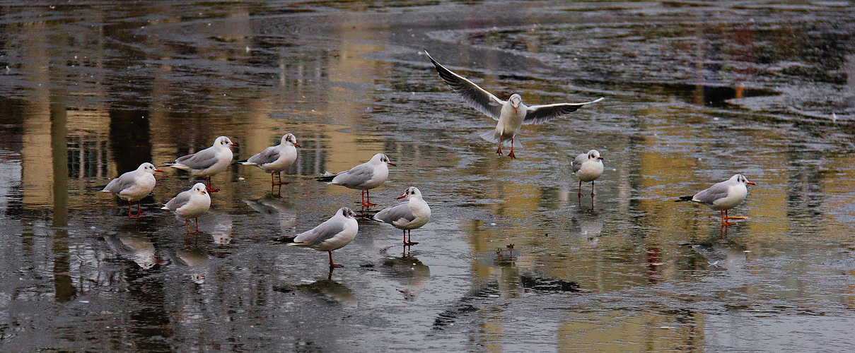 Un vrai froid de ... mouettes !