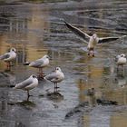 Un vrai froid de ... mouettes !