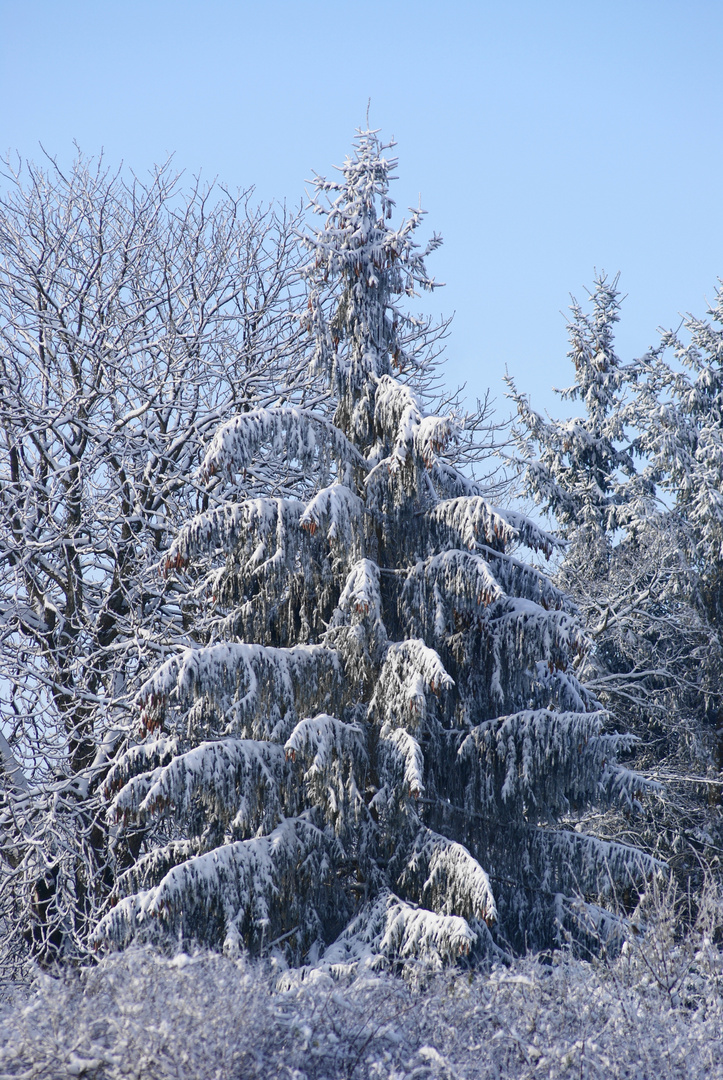 Un vrai sapin d'hiver