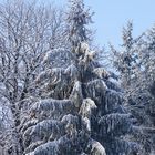 Un vrai sapin d'hiver