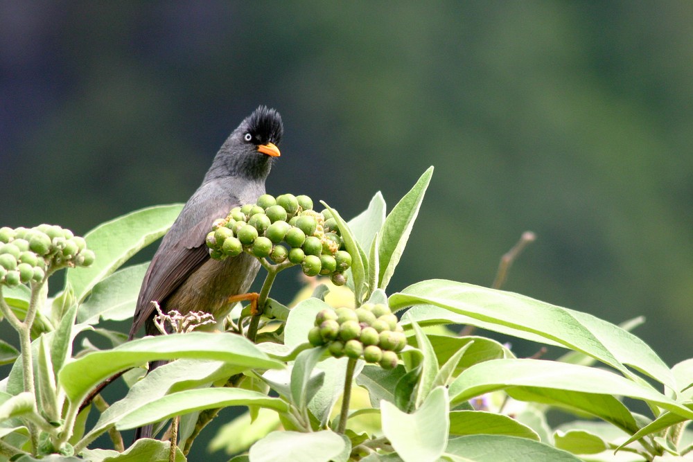 un zoizo péy, le bulbul de la Réunion.