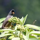 un zoizo péy, le bulbul de la Réunion.