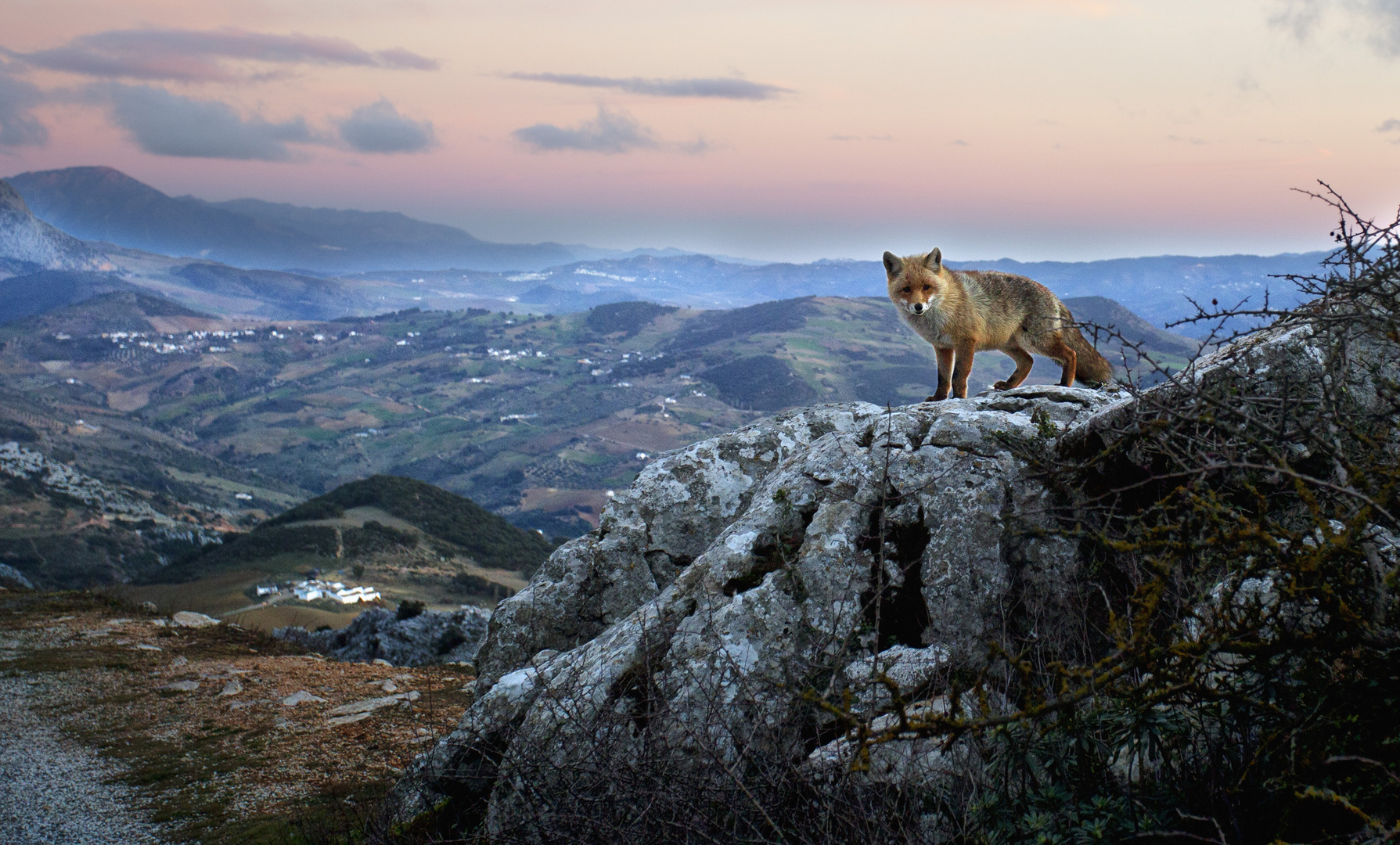 Un zorrito en El Torcal de Antequera