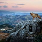 Un zorrito en El Torcal de Antequera