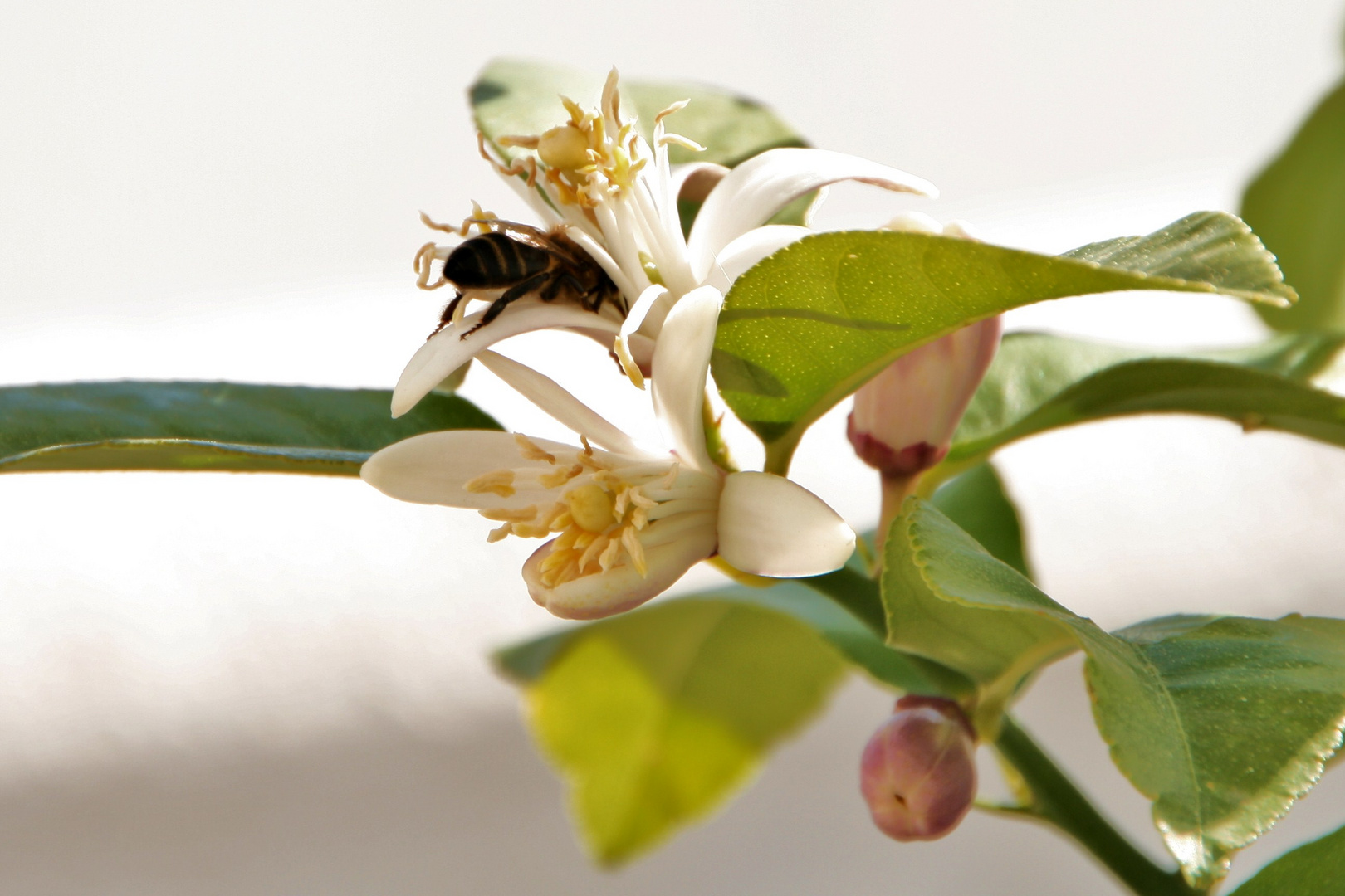 Una abeja en acción con un limonero