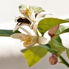 Una abeja en acción con un limonero