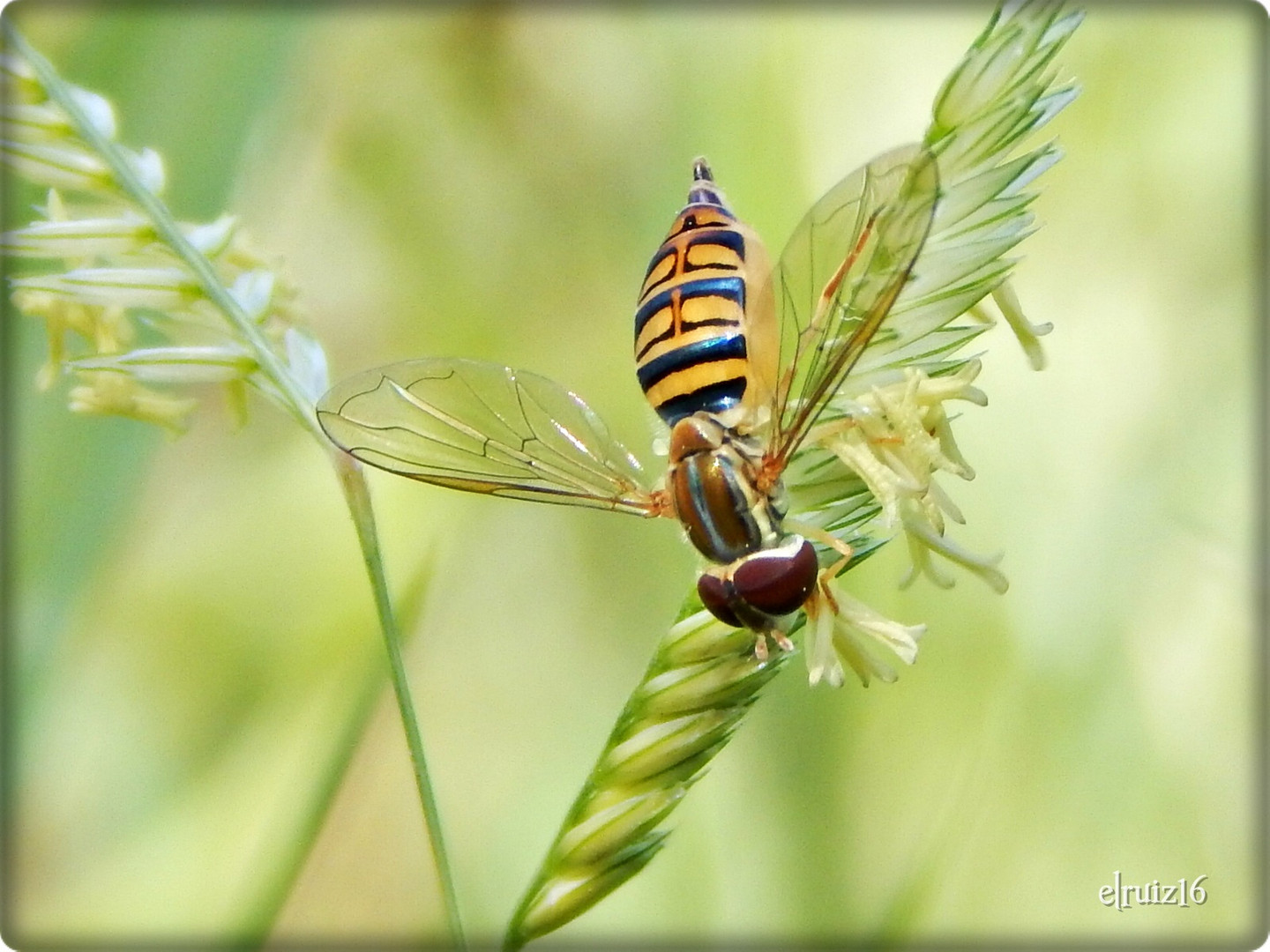 Una abeja en plena faena.